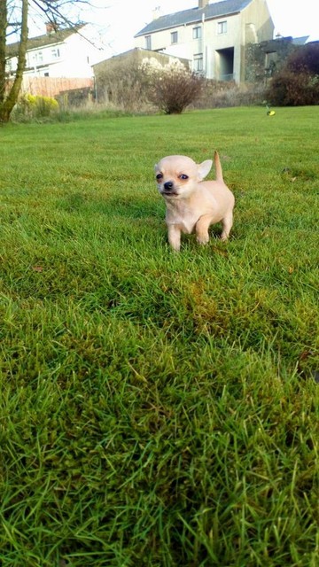 gumtree teacup chihuahua